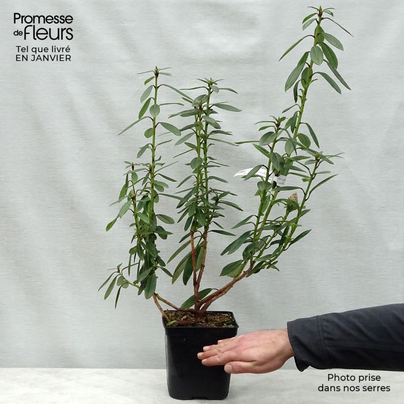 Spécimen de Rhododendron lindleyi - Grand rhododendron Pot de 4L/5L tel que livré en hiver