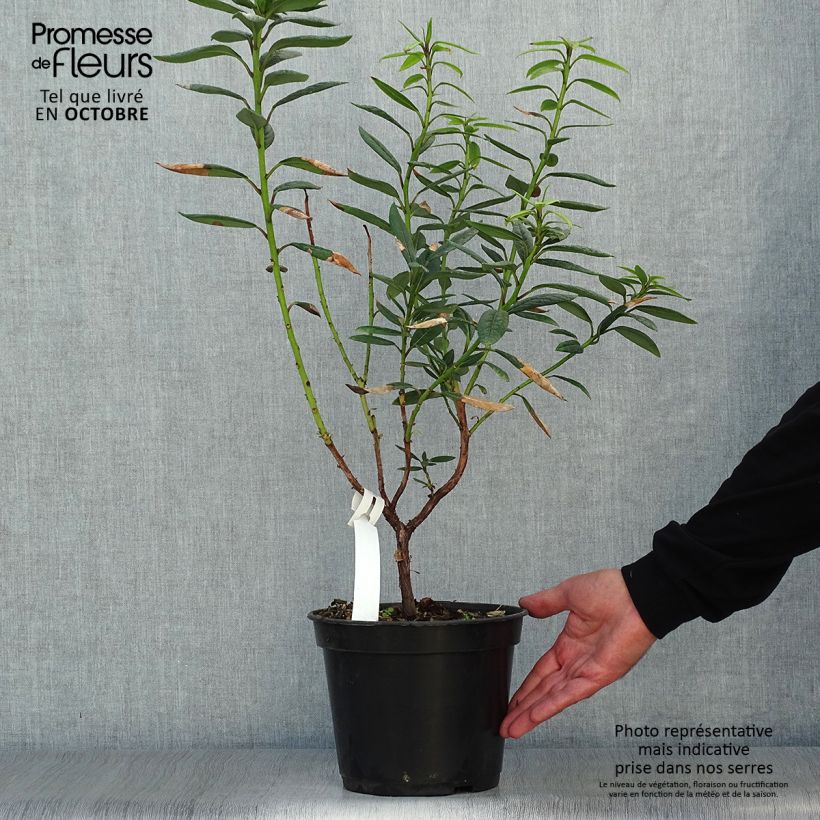 Spécimen de Rhododendron lindleyi - Grand rhododendron Pot de 4L/5L tel que livré en automne