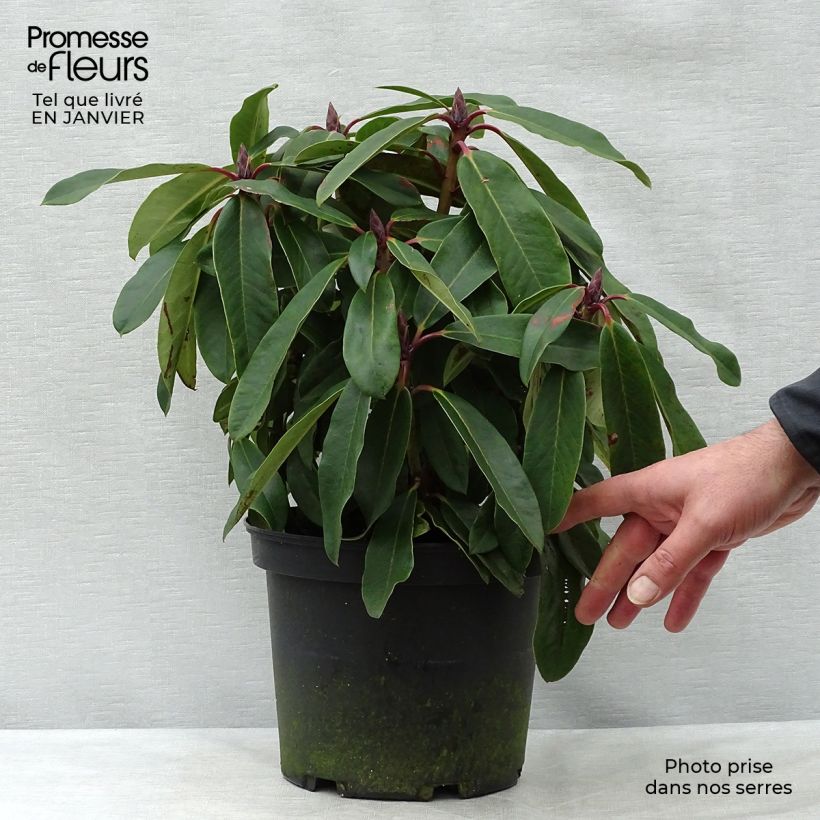 Spécimen de Rhododendron loderi King George Pot de 4L/5L tel que livré en hiver