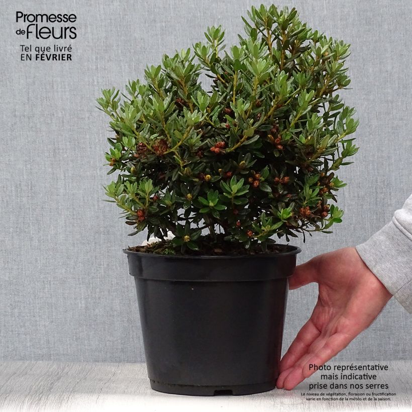 Spécimen de Rhododendron nain Azurika Pot de 2L/3L tel que livré en automne