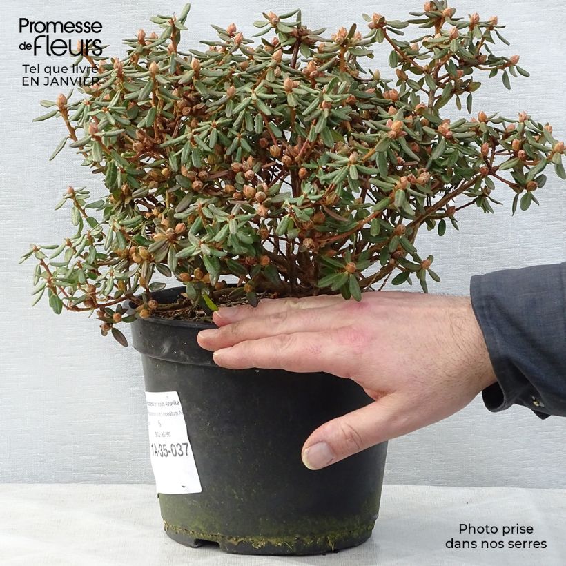 Spécimen de Rhododendron nain Azurika Pot de 2L/3L tel que livré en hiver