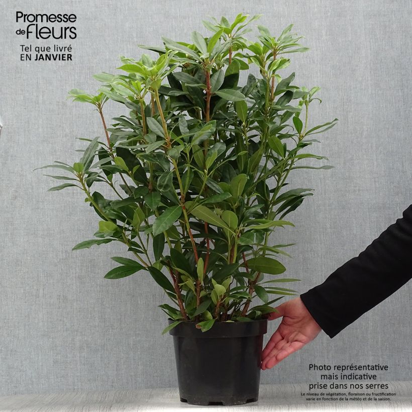 Spécimen de Rhododendron ponticum Roseum Pot de 4L/5L tel que livré en hiver