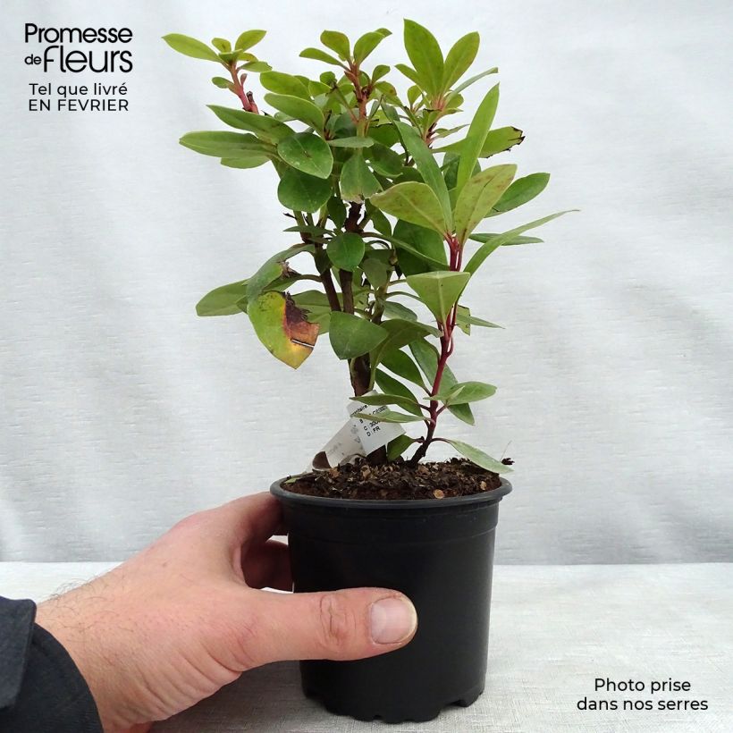 Spécimen de Rhododendron ponticum - Rhododendron pontique Pot de 12 cm / 13 cm tel que livré en hiver