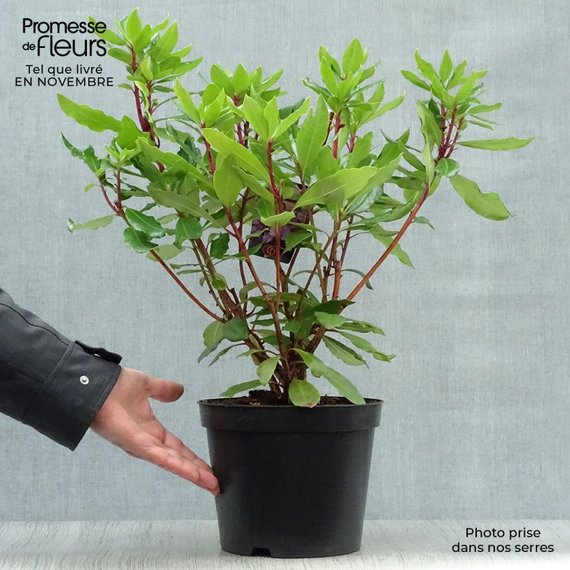Spécimen de Rhododendron ponticum - Rhododendron pontique Pot de 3L/4L tel que livré en automne