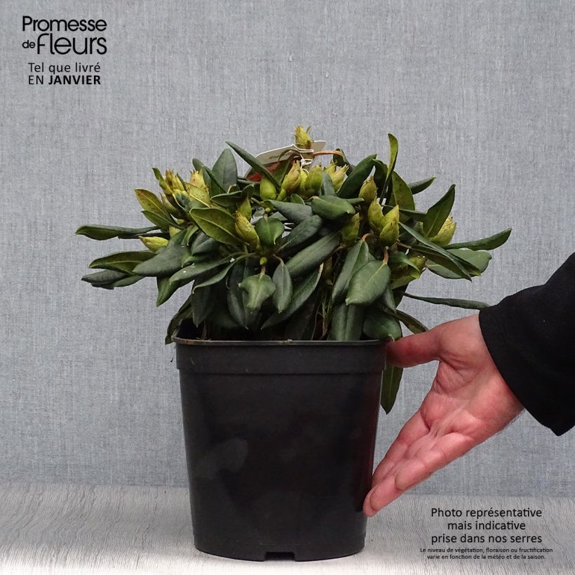 Spécimen de Rhododendron yakushimanum Barbarella - Rhododendron nain Pot de 4L/5L tel que livré en hiver