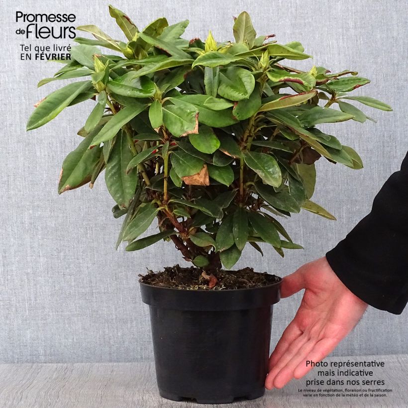 Spécimen de Rhododendron yakushimanum Dopey Pot de 2L/3L tel que livré en hiver