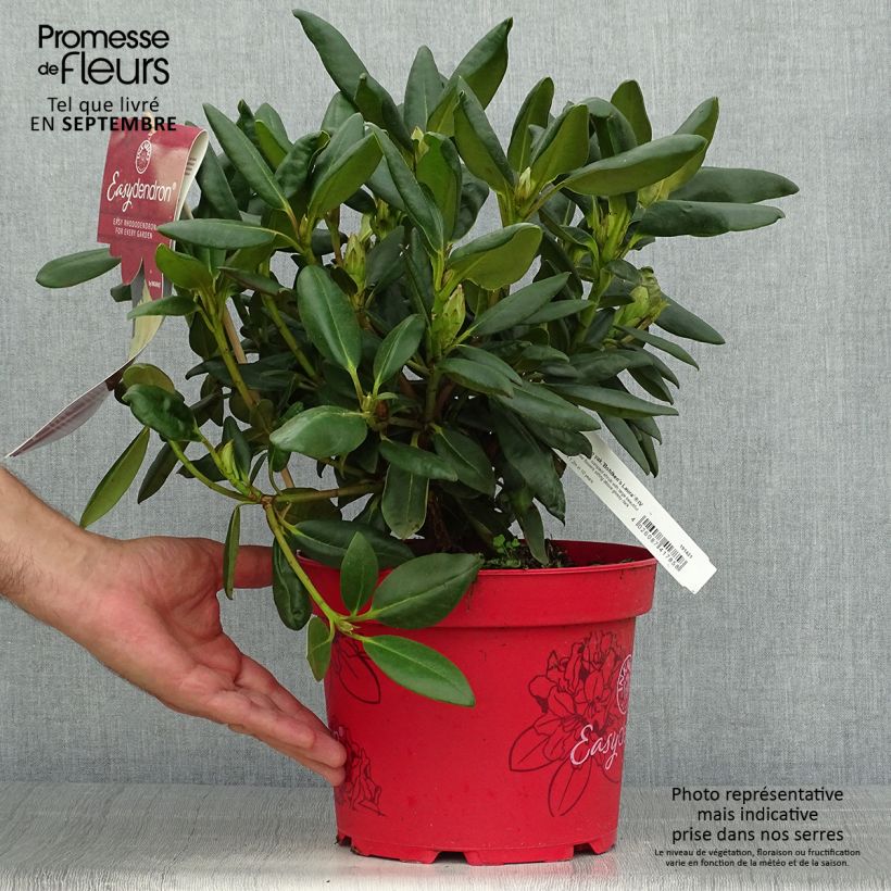 Spécimen de Rhododendron yakushimanum Easydendron Bohlken's Laura Pot de 4L/5L tel que livré en automne