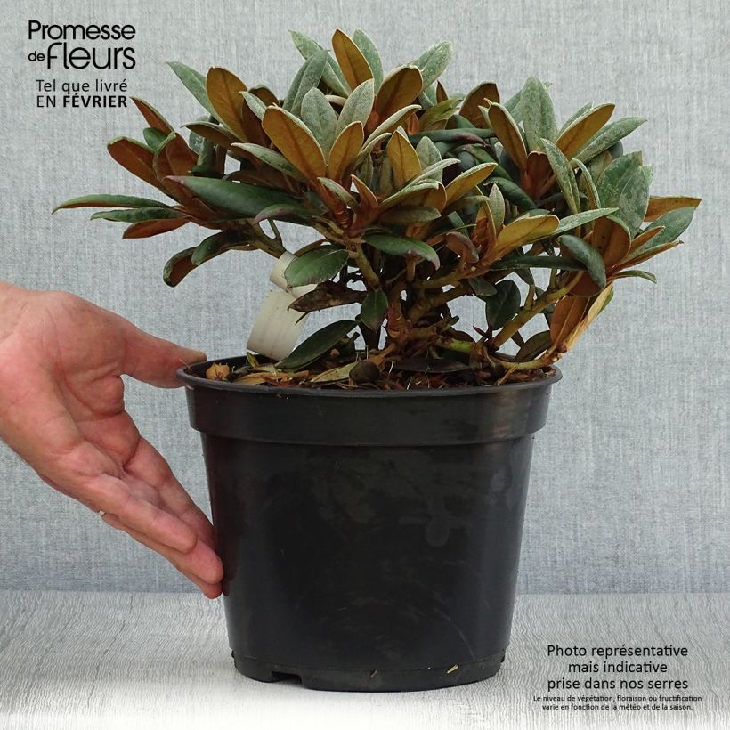Spécimen de Rhododendron yakushimanum Grumpy - Rhododendron nain Pot de 3L/4L tel que livré en automne