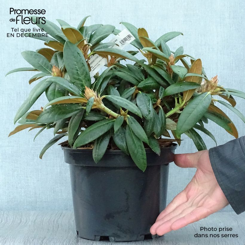 Spécimen de Rhododendron yakushimanum Grumpy - Rhododendron nain Pot de 3L/4L tel que livré en hiver