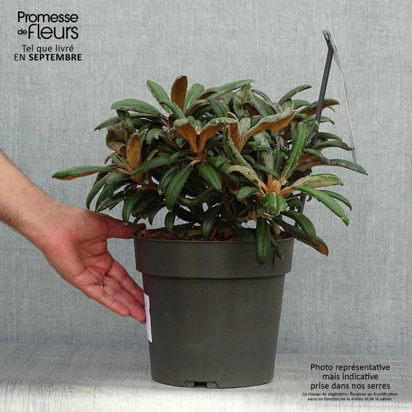 Spécimen de Rhododendron yakushimanum Koichiro Wada - Rhododendron nain Pot de 4L/5L tel que livré en automne