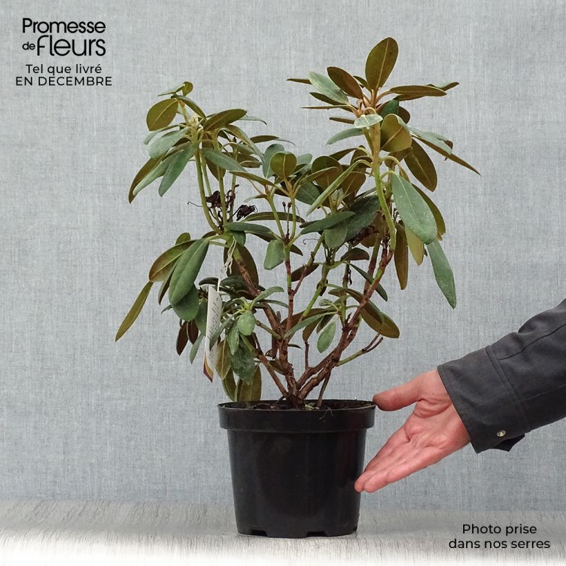 Spécimen de Rhododendron yakushimanum Porzellan - Rhododendron nain Pot de 3L/4L tel que livré en hiver