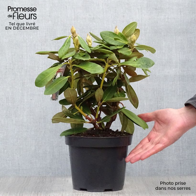 Spécimen de Rhododendron yakushimanum Silberwolke - Rhododendron nain Pot de 3L/4L tel que livré en hiver