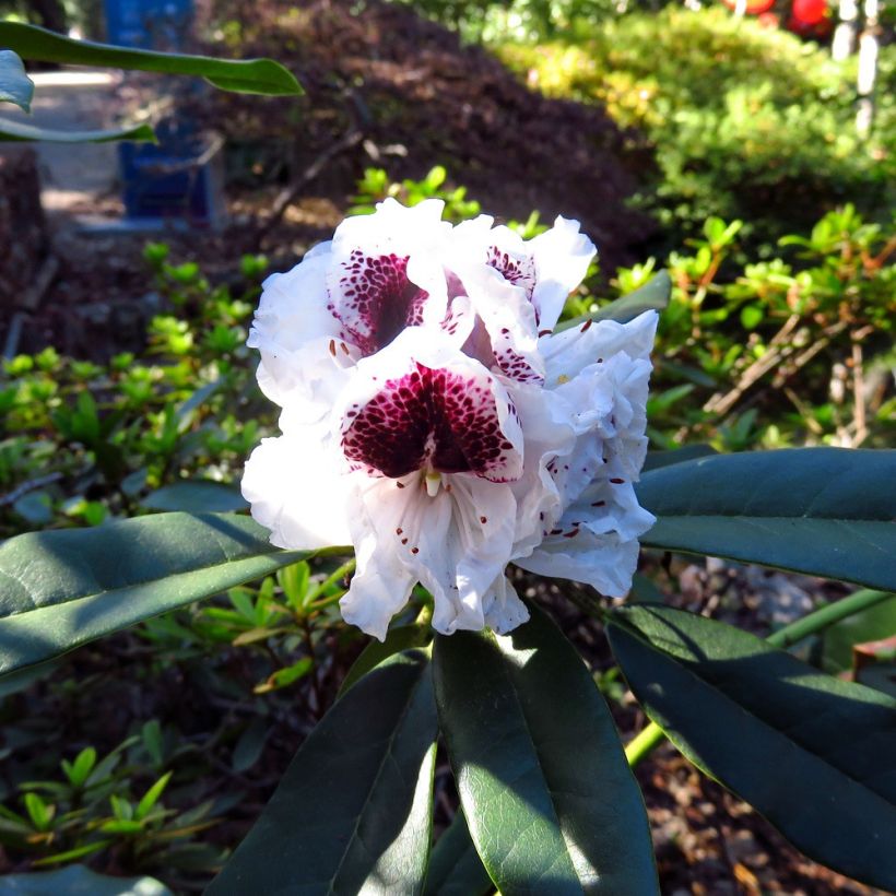 Rhododendron Sappho (Floraison)