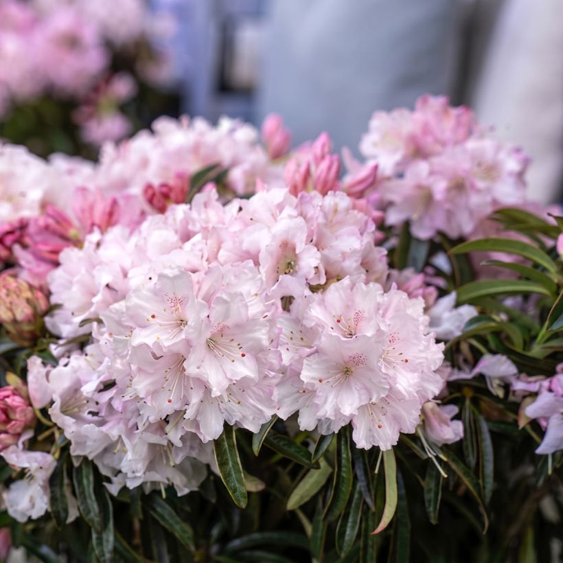 Rhododendron ponticum Easydendron INKARHO Grazeasy Soft Pink (Floraison)