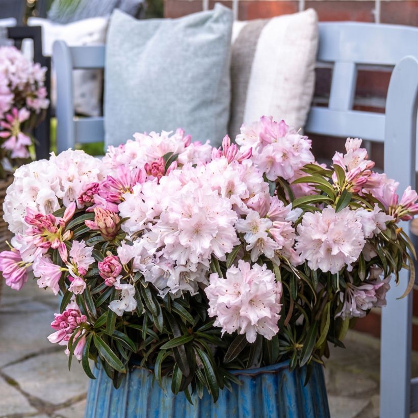 Rhododendron ponticum Easydendron INKARHO Grazeasy Soft Pink (Port)