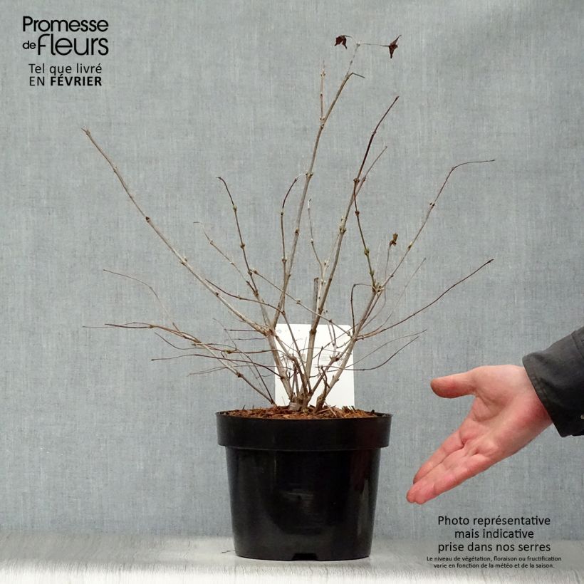 Spécimen de Rhodotypos scandens - Faux corète Pot de 3L/4L tel que livré en hiver