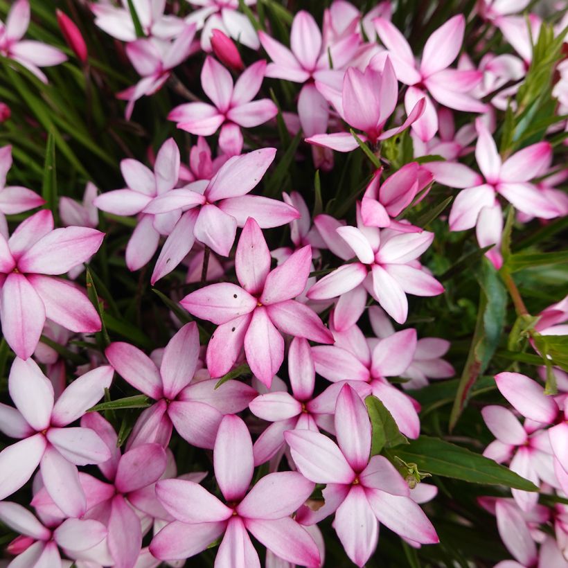 Rhodoxis Abigail (Floraison)