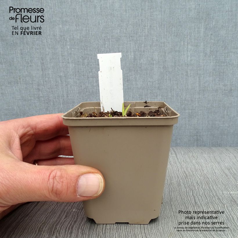 Spécimen de Rhodoxis Fairy Kisses - Rhodohypoxis (x) Hypoxis Godet de 8/9 cm tel que livré en hiver