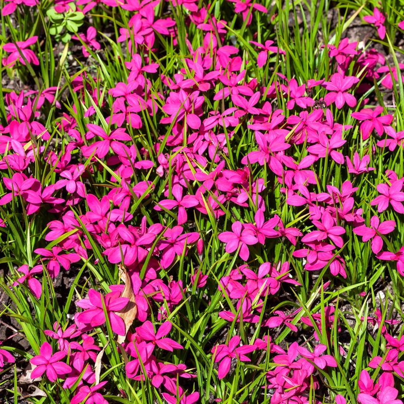 Rhodoxis Red Alert (Port)