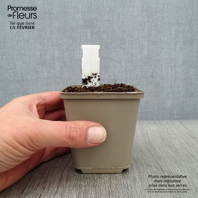 Spécimen de Rhodoxis hybride Beverly - Rhodohypoxis Godet de 8/9 cm tel que livré en hiver