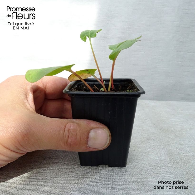 Amostra de Ruibarbo Bio com Nervuras - Rhubarb des Jardins Vaso de 8/9 cm tal como entregue na primavera