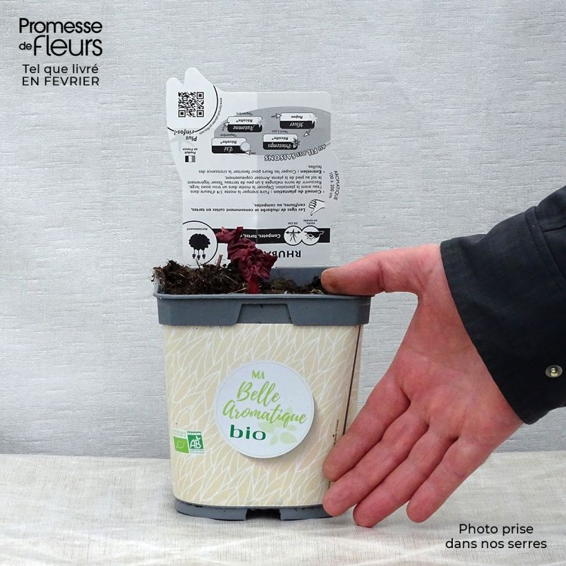 Spécimen de Rhubarbe à côte BIO - Rhubarbe des Jardins Pot de 1L/1,5L tel que livré en hiver