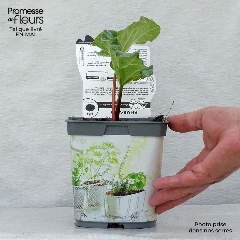 Amostra de Ruibarbo Bio com Nervuras - Rhubarb des Jardins Vaso de 1 L/1,5 L tal como entregue na primavera