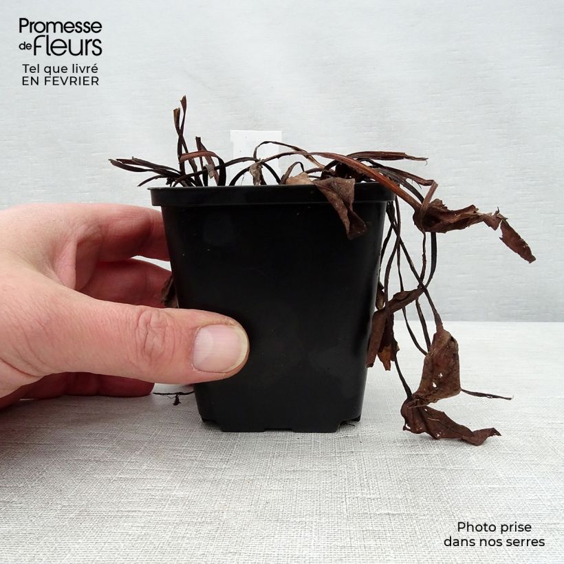 Spécimen de Rhubarbe décorative - Rheum alexandrae Godet de 8/9 cm tel que livré en hiver