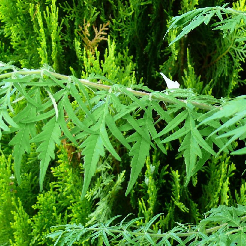Sumac de Virginie - Rhus typhina Dissecta (Feuillage)