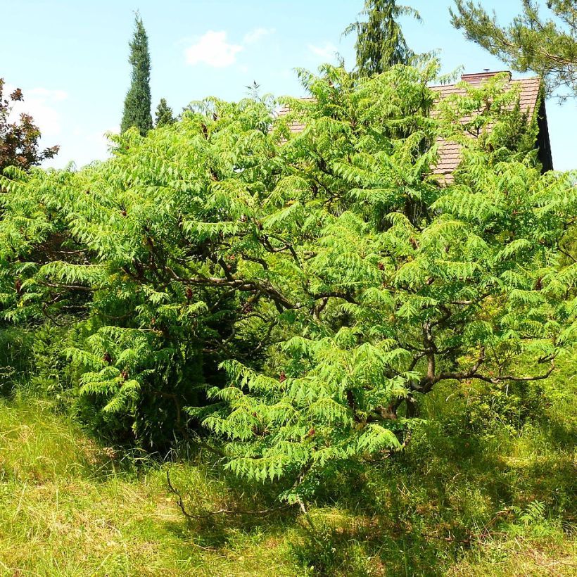 Sumac de Virginie - Rhus typhina Dissecta (Port)