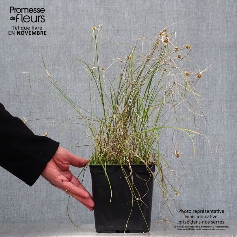 Spécimen de Rhynchospora colorata - Danseuse Etoile  Pot de 2L/3L tel que livré en automne