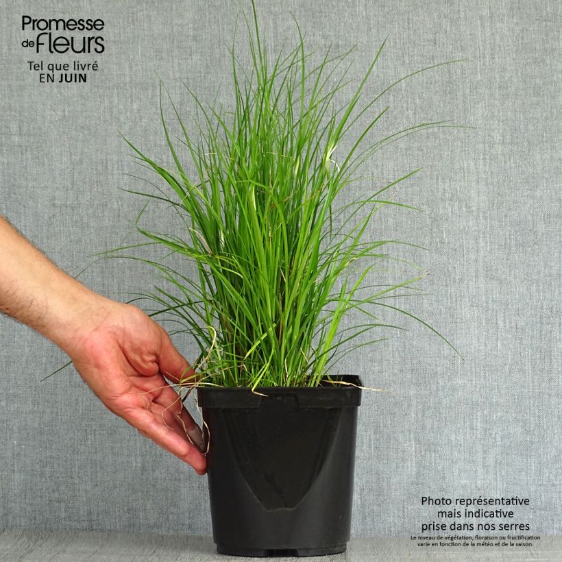 Spécimen de Rhynchospora colorata - Danseuse Etoile  Pot de 2L/3L tel que livré en été