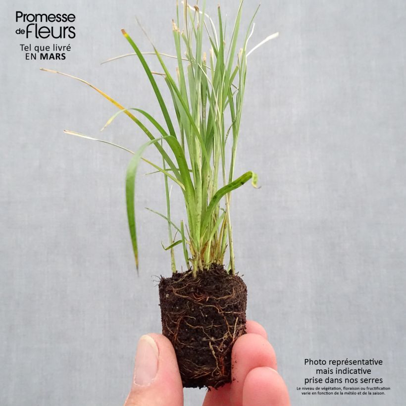 Spécimen de Rhynchospora colorata - Danseuse Etoile  Mini-motte Ø 3/4 cm, Livré en plant vert de 5 à 10 cm de hauteur tel que livré au printemps