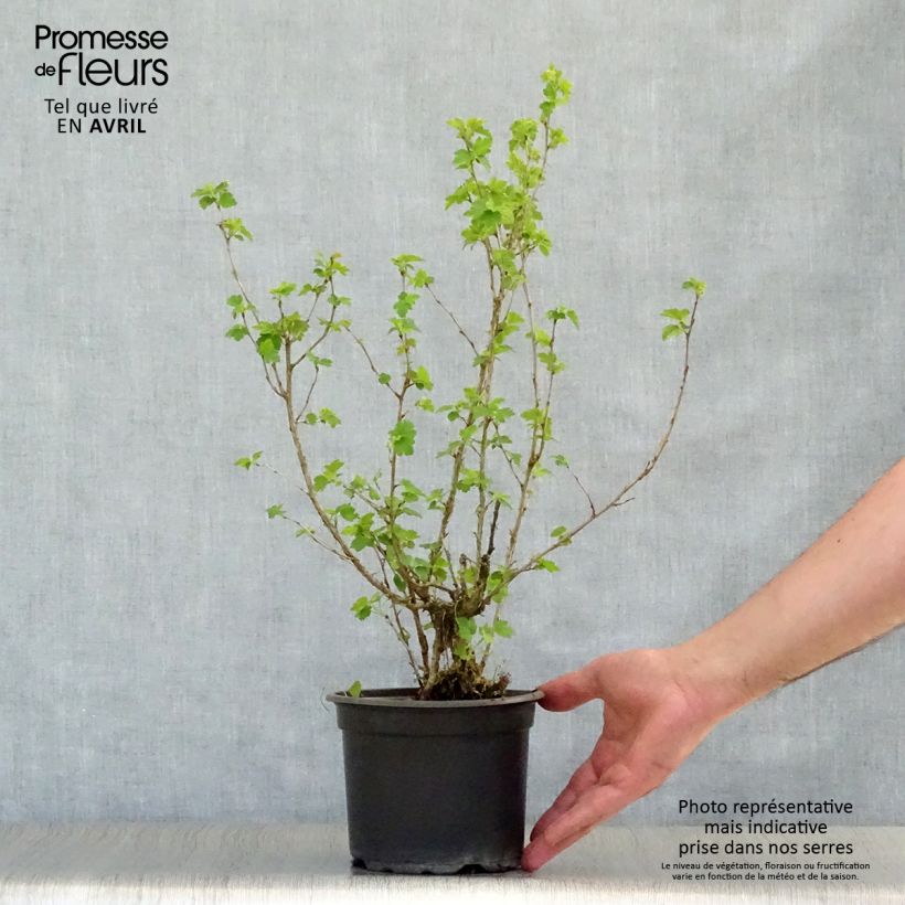Spécimen de Ribes alpinum - Groseillier des Alpes. Pot de 2L/3L tel que livré au printemps