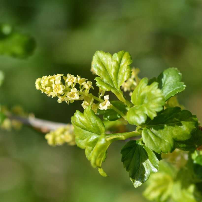Ribes alpinum - Groseillier des Alpes. (Floraison)
