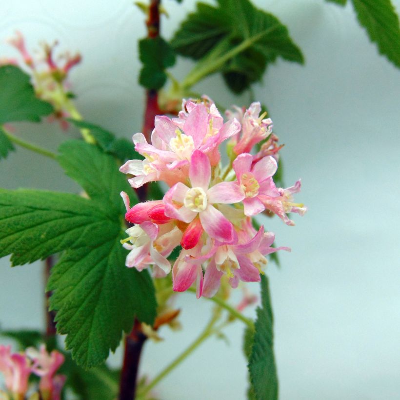 Groselheira-sanguínea - Ribes sanguineum (Floração)