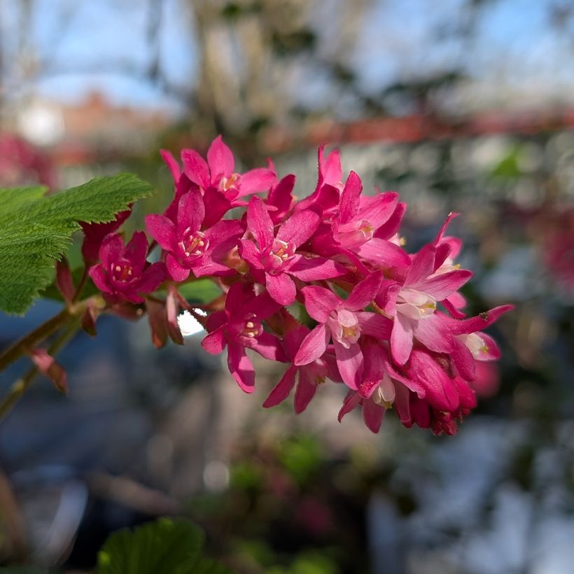 Ribes sanguineum Amore - Groseillier à fleurs (Floraison)
