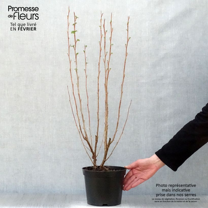 Spécimen de Ribes sanguineum King Edward VII - Groseiller à fleurs  Pot de 3L/4L tel que livré en hiver
