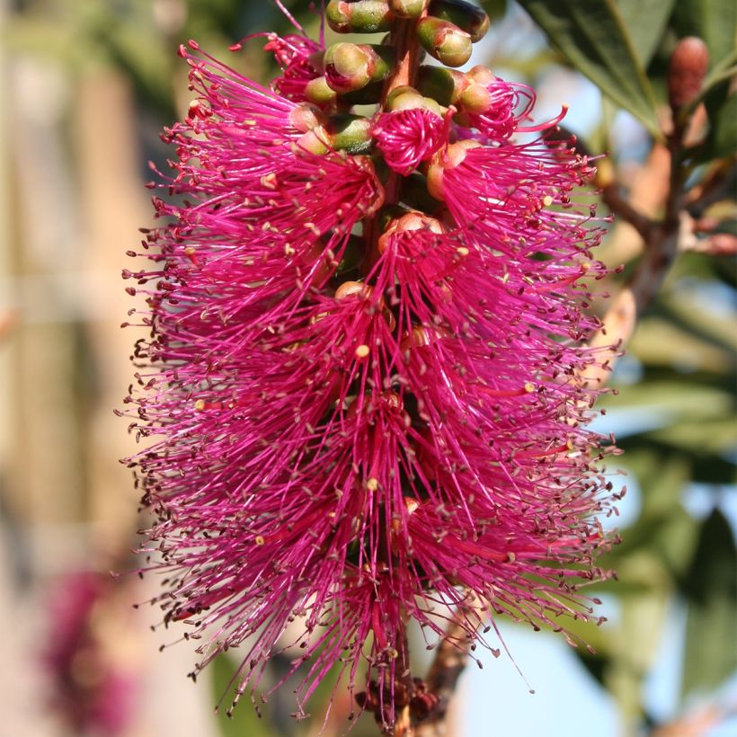 Callistemon violaceus - Rince-bouteille (Floraison)