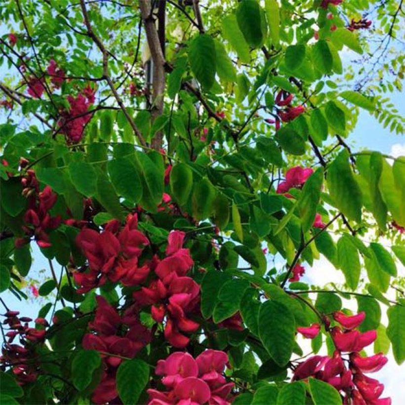 Robinia pseudoacacia Casque Rouge - Robinier faux acacia (Feuillage)