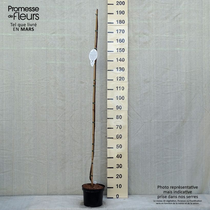 Spécimen de Robinia pseudoacacia Casque Rouge - Robinier faux acacia  Pot de 4L/5L tel que livré en hiver