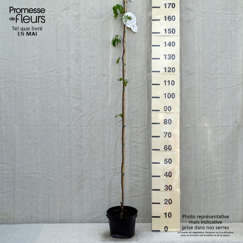 Spécimen de Robinia pseudoacacia Casque Rouge - Robinier faux acacia  Pot de 4L/5L tel que livré au printemps