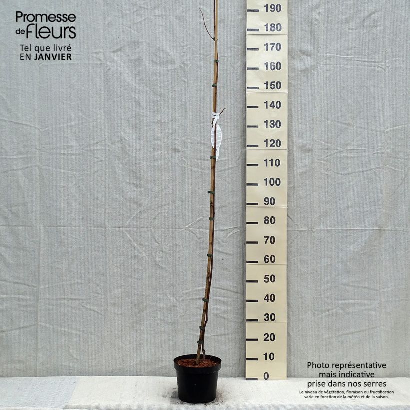Spécimen de Robinia pseudoacacia Frisia - Robinier doré  Pot de 4L/5L tel que livré en hiver