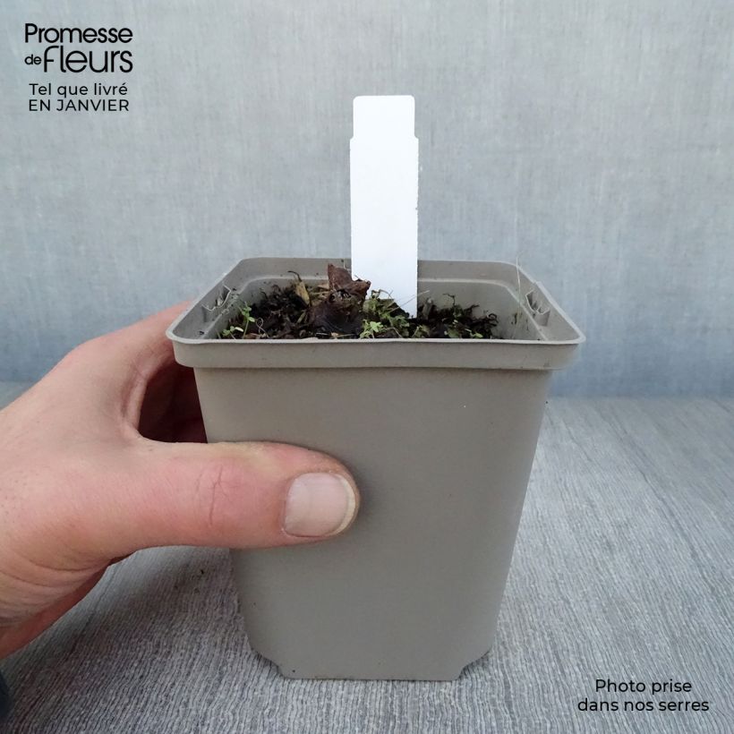 Spécimen de Rodgersia Aesculifolia Irish Bronze Godet de 8/9 cm tel que livré en hiver