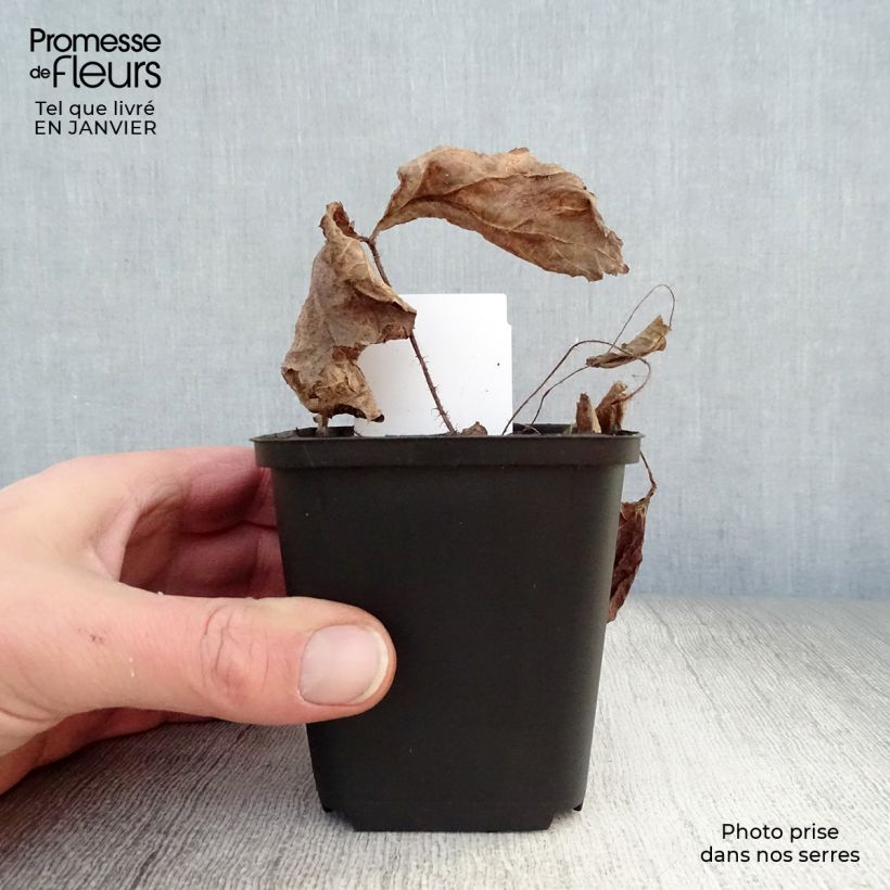 Spécimen de Rodgersia aesculifolia Godet de 8/9 cm tel que livré en hiver