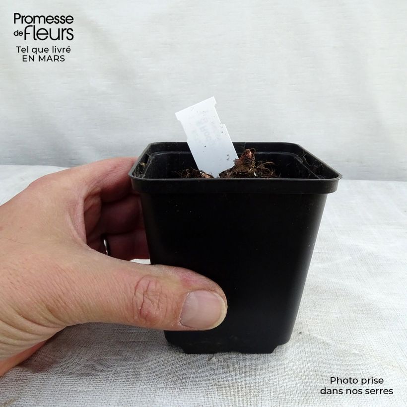 Spécimen de Rodgersia henrici Godet de 8/9 cm tel que livré en hiver