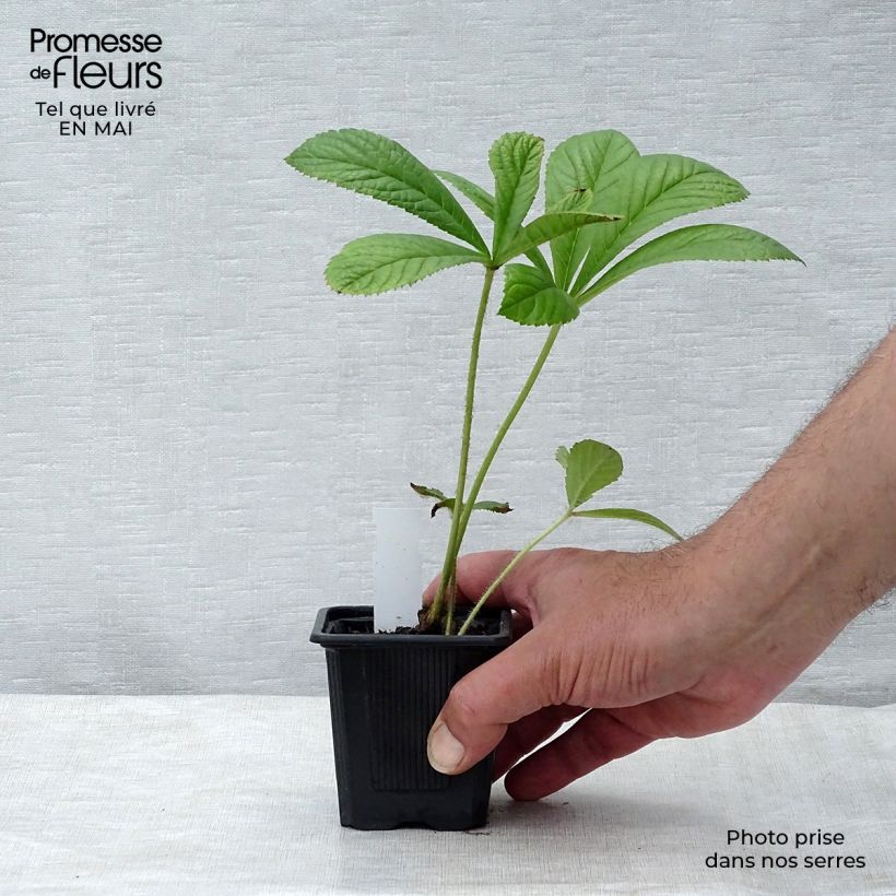 Spécimen de Rodgersia pinnata Godet de 8/9 cm tel que livré au printemps