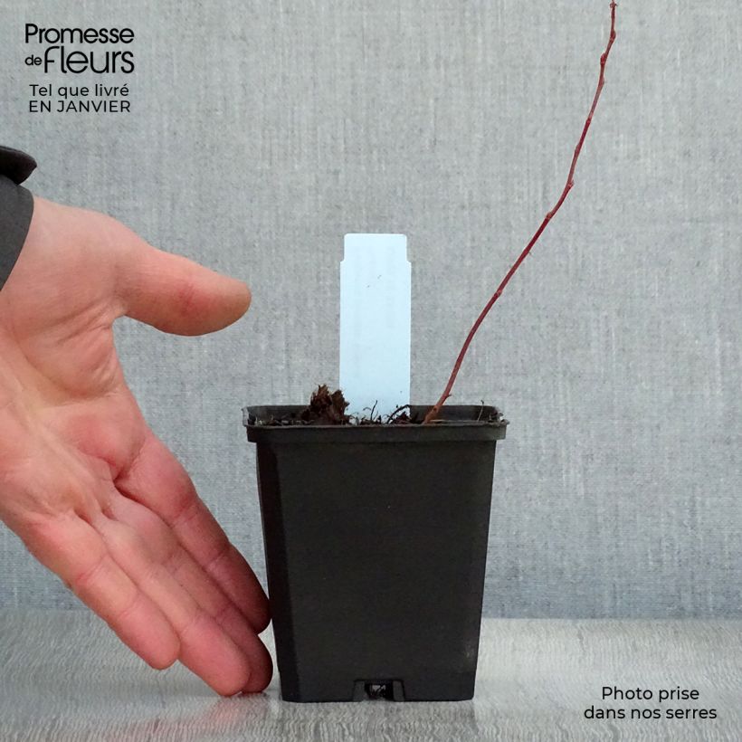 Spécimen de Rodgersia pinnata Bronze Peacock Godet de 8/9 cm tel que livré en hiver