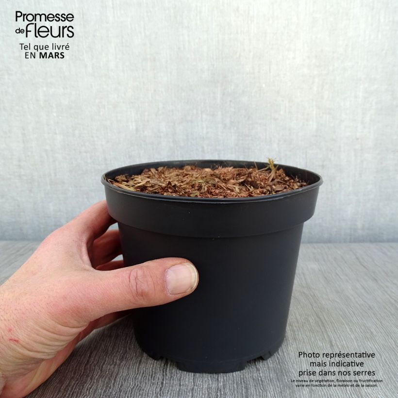 Spécimen de Rodgersia pinnata Bronze Peacock Pot de 2L/3L tel que livré en hiver