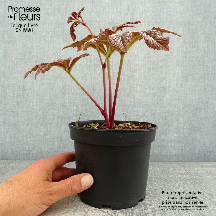 Spécimen de Rodgersia pinnata Bronze Peacock Pot de 2L/3L tel que livré au printemps